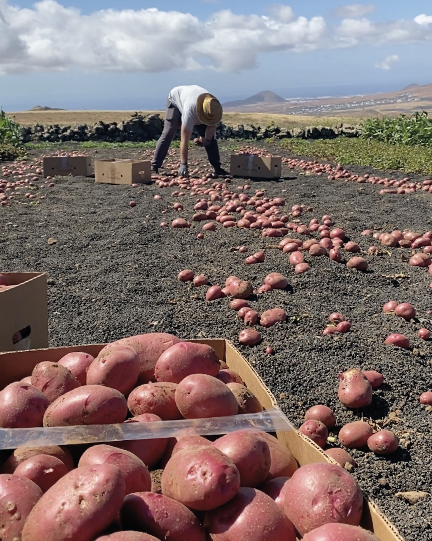 Cultivo de papa canaria en suelo volcánico — Lanzarote