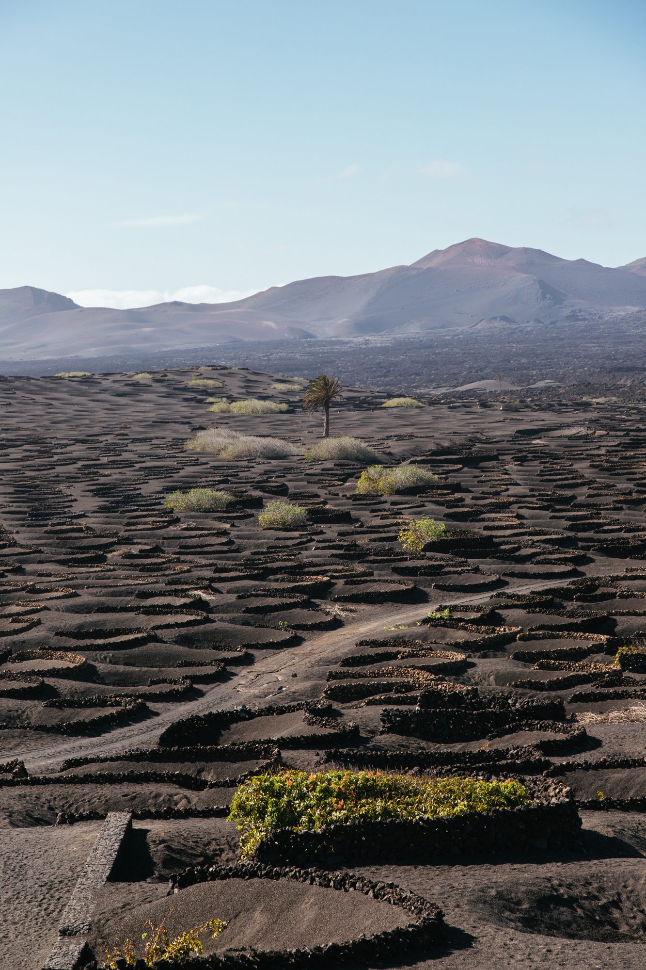 Zocos de viña en hoyo de La Geria, Lanzarote
